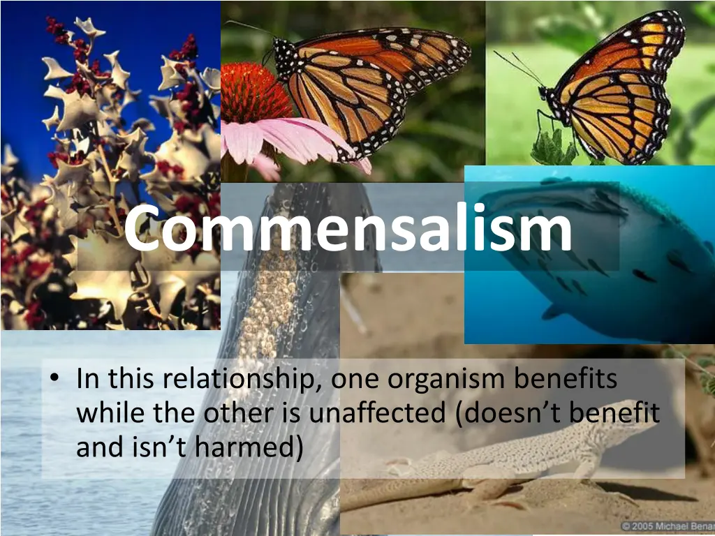 commensalism