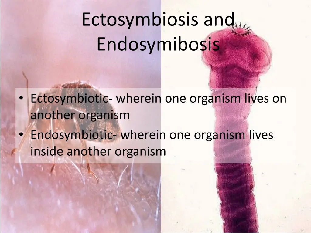 ectosymbiosis and endosymibosis