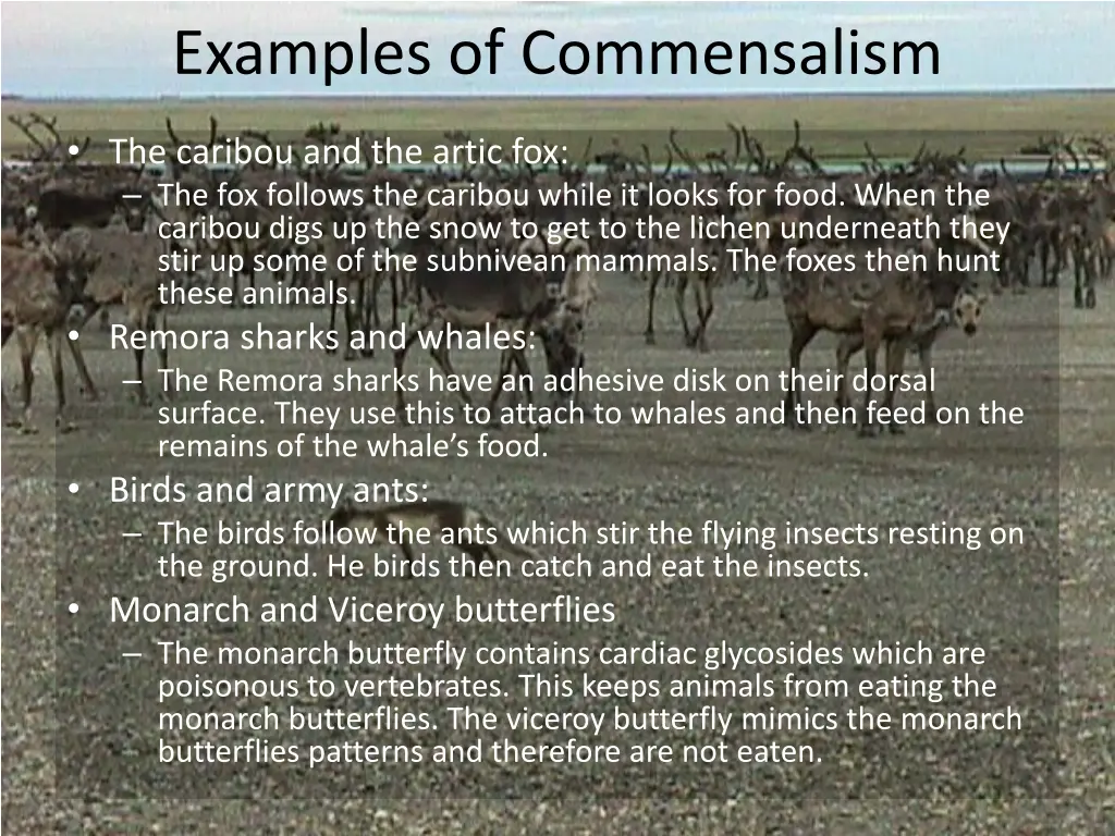 examples of commensalism