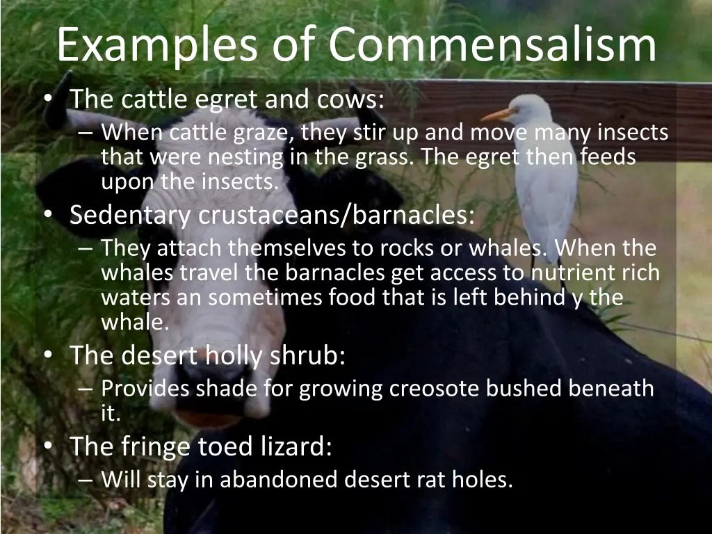 examples of commensalism the cattle egret