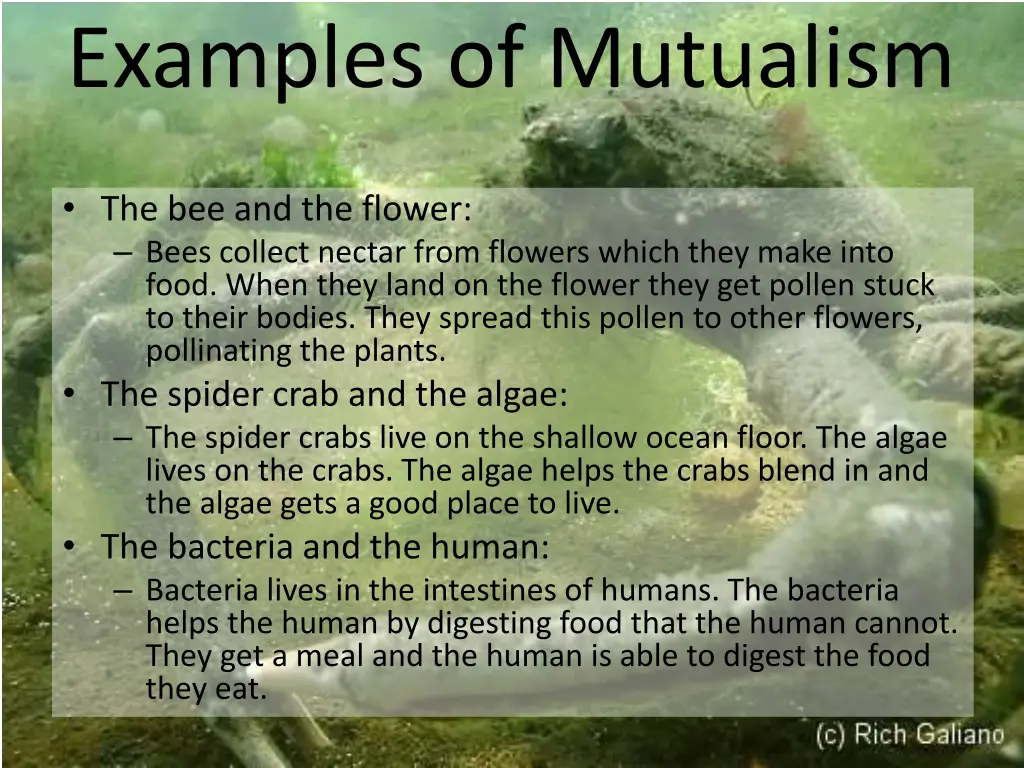 examples of mutualism 1