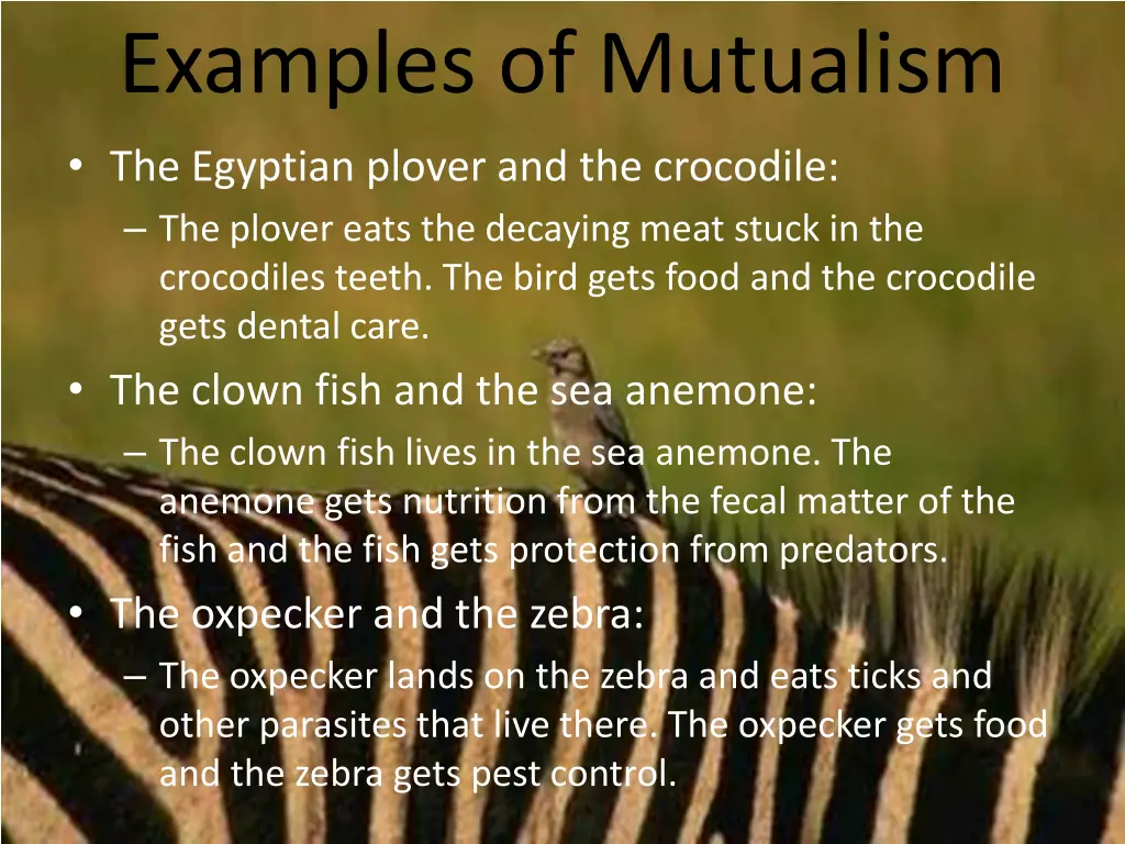 examples of mutualism the egyptian plover