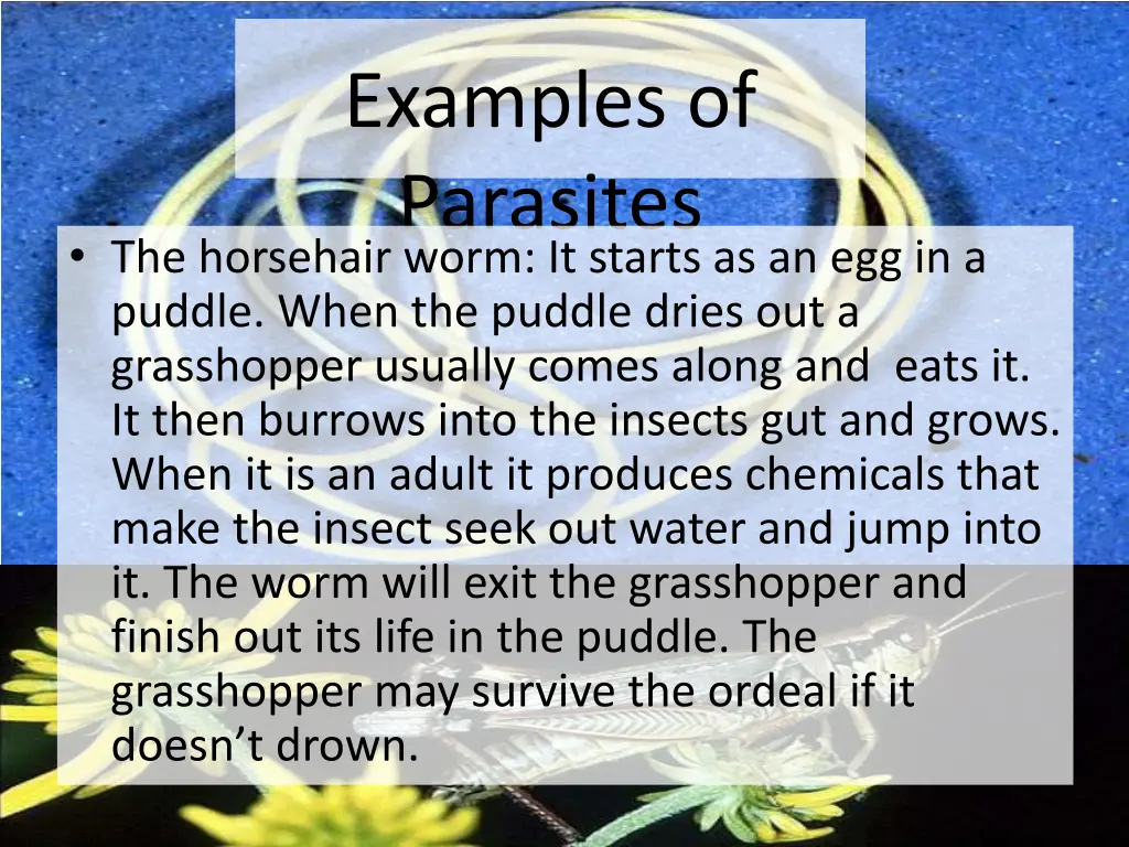 examples of parasites