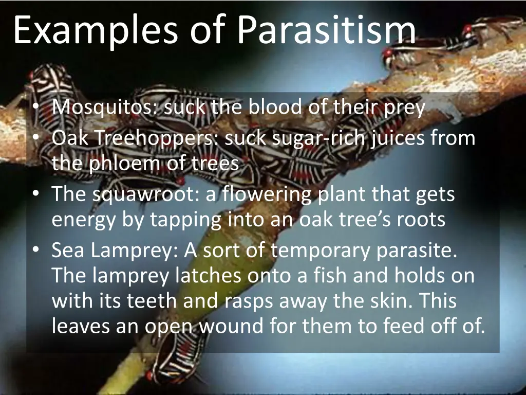 examples of parasitism