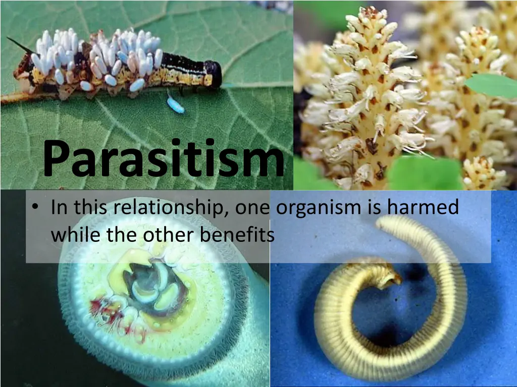 parasitism in this relationship one organism