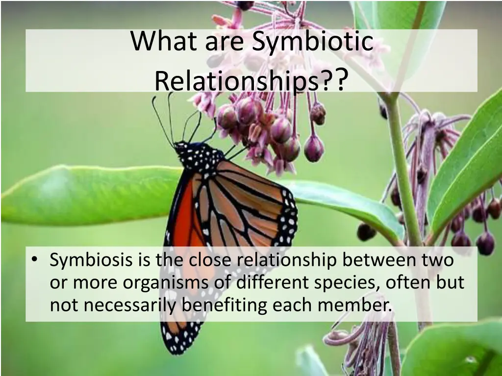 what are symbiotic relationships