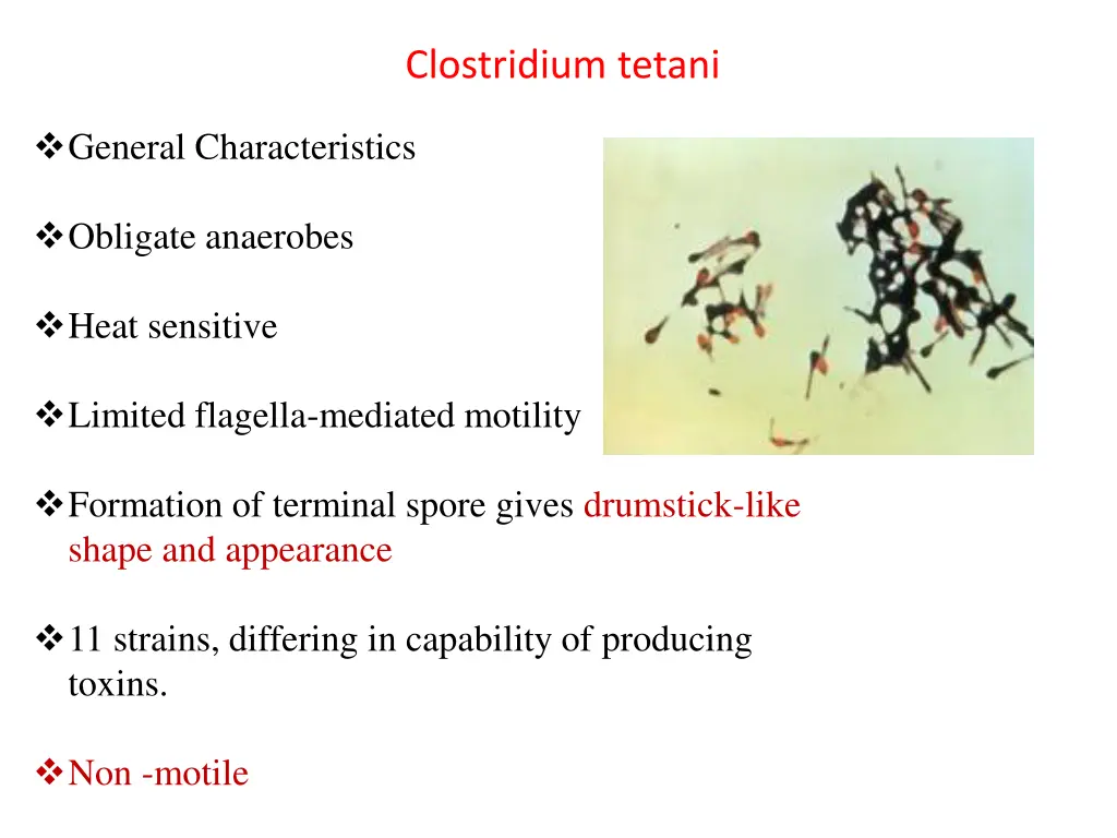 clostridium tetani