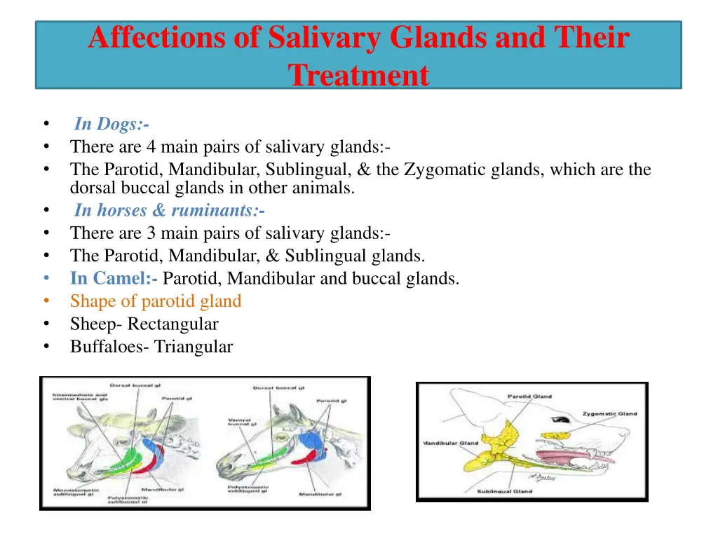 affections of salivary glands and their treatment