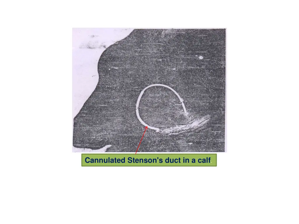 cannulated stenson s duct in a calf