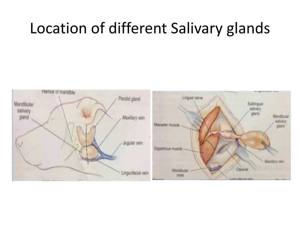 location of different salivary glands