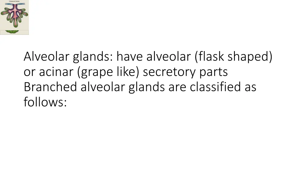 alveolar glands have alveolar flask shaped