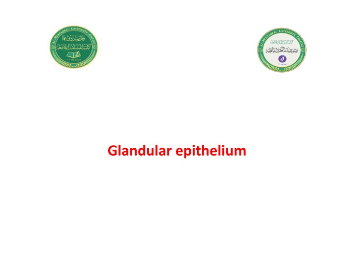 glandular epithelium