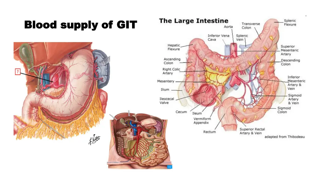 blood supply of git blood supply of git