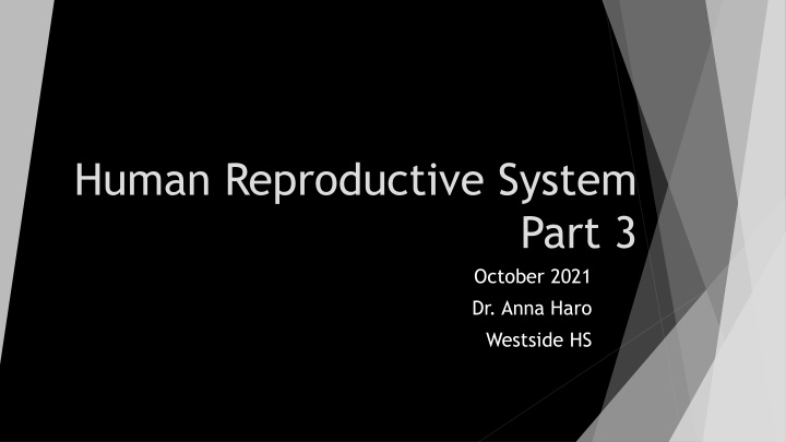 human reproductive system