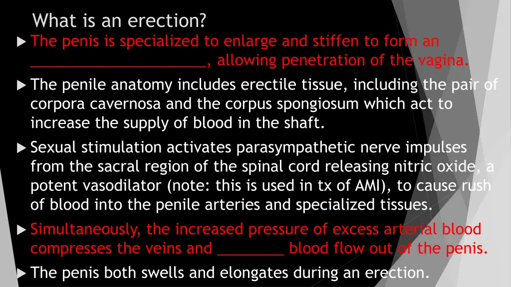 what is an erection the penis is specialized