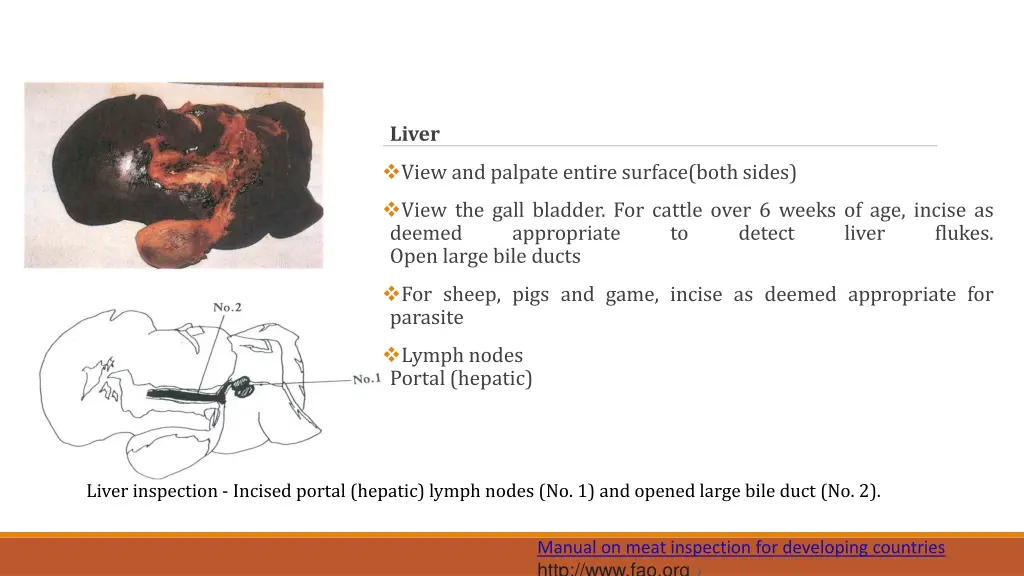 liver