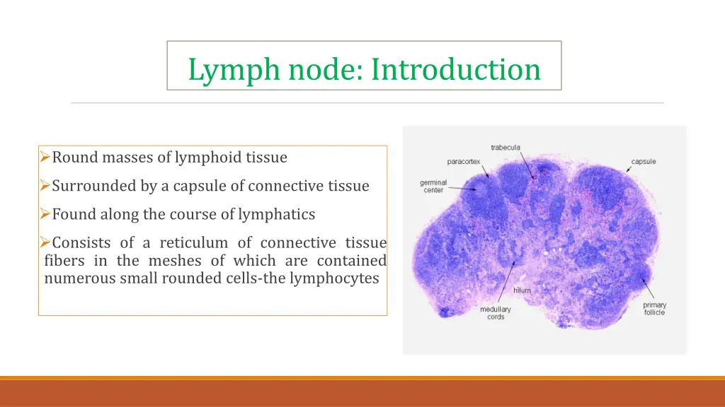 lymph node introduction