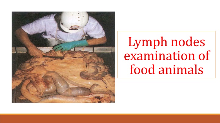 lymph nodes examination of food animals