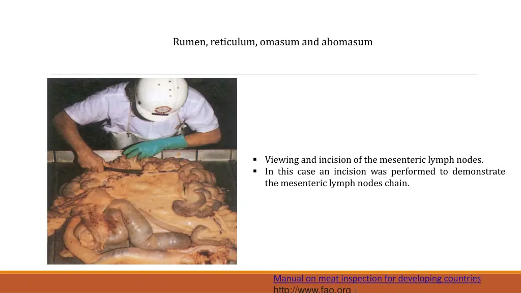 rumen reticulum omasum and abomasum