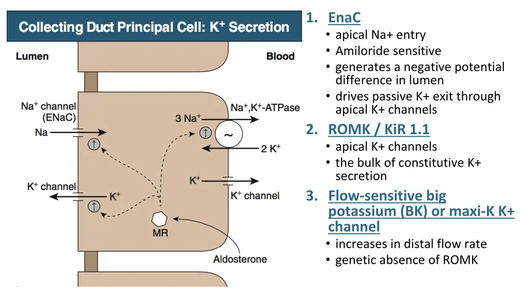 1 enac apical na entry amiloride sensitive