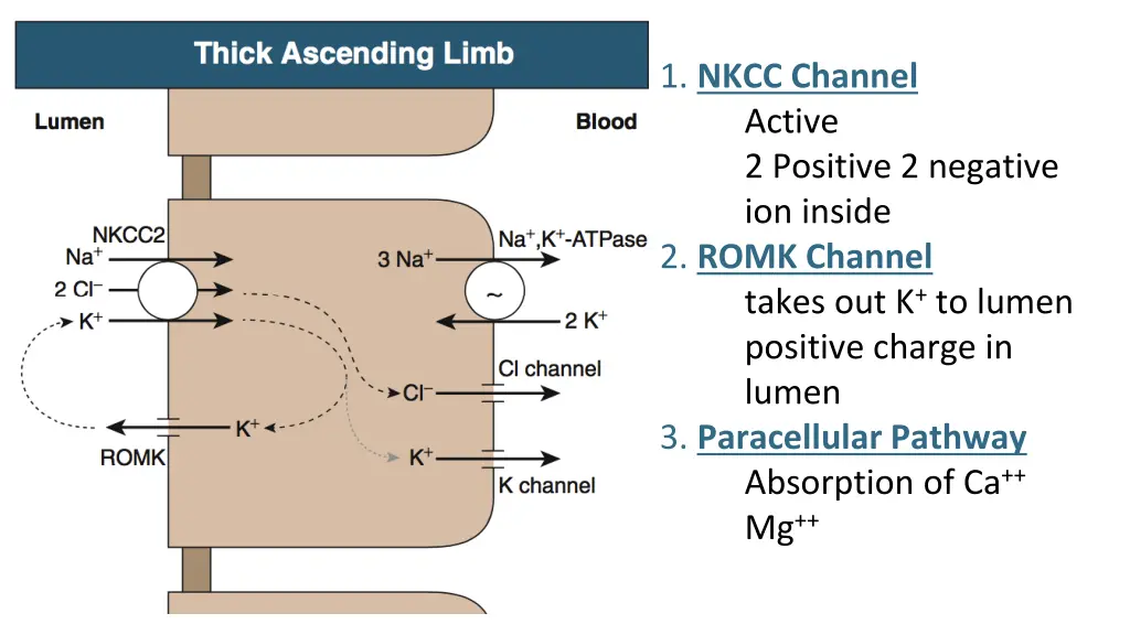 1 nkcc channel active 2 positive 2 negative