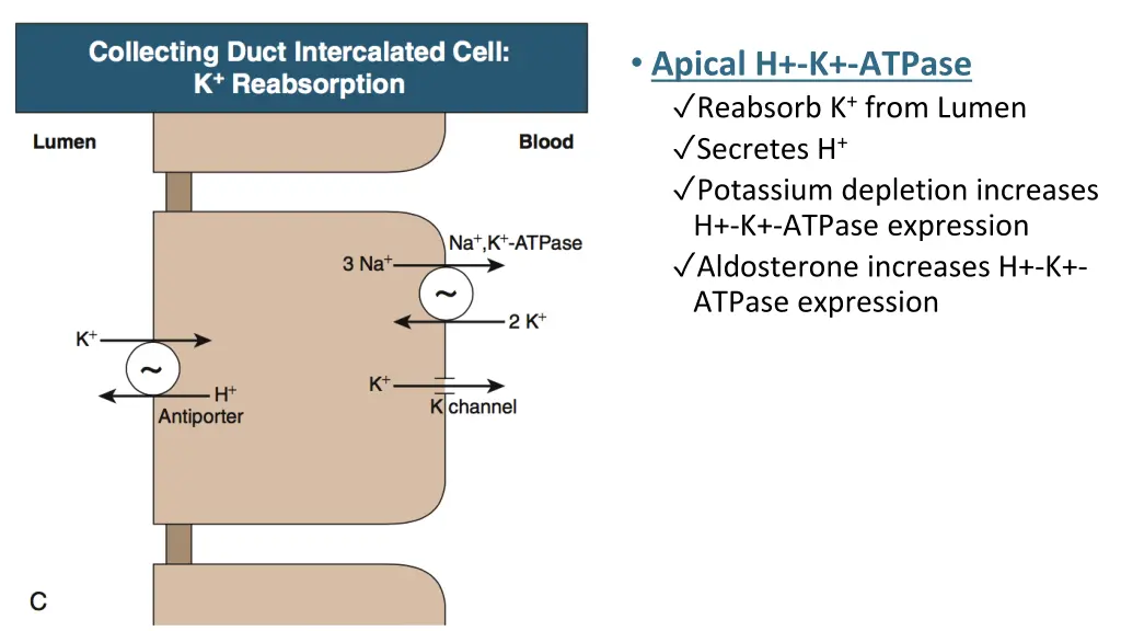 apical h k atpase reabsorb k from lumen secretes