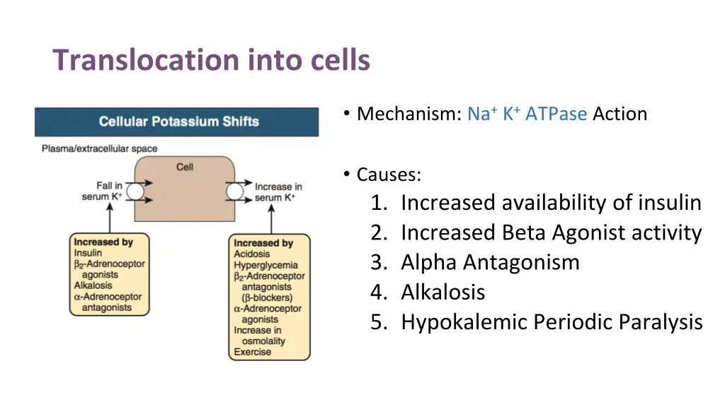 translocation into cells