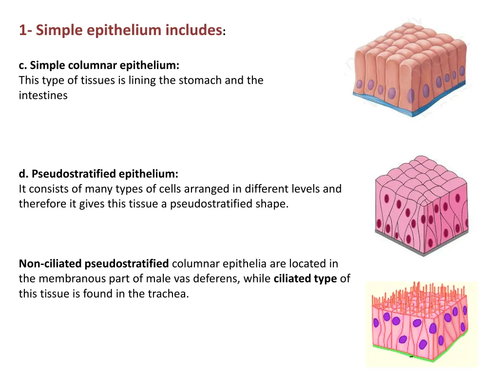 1 simple epithelium includes 1