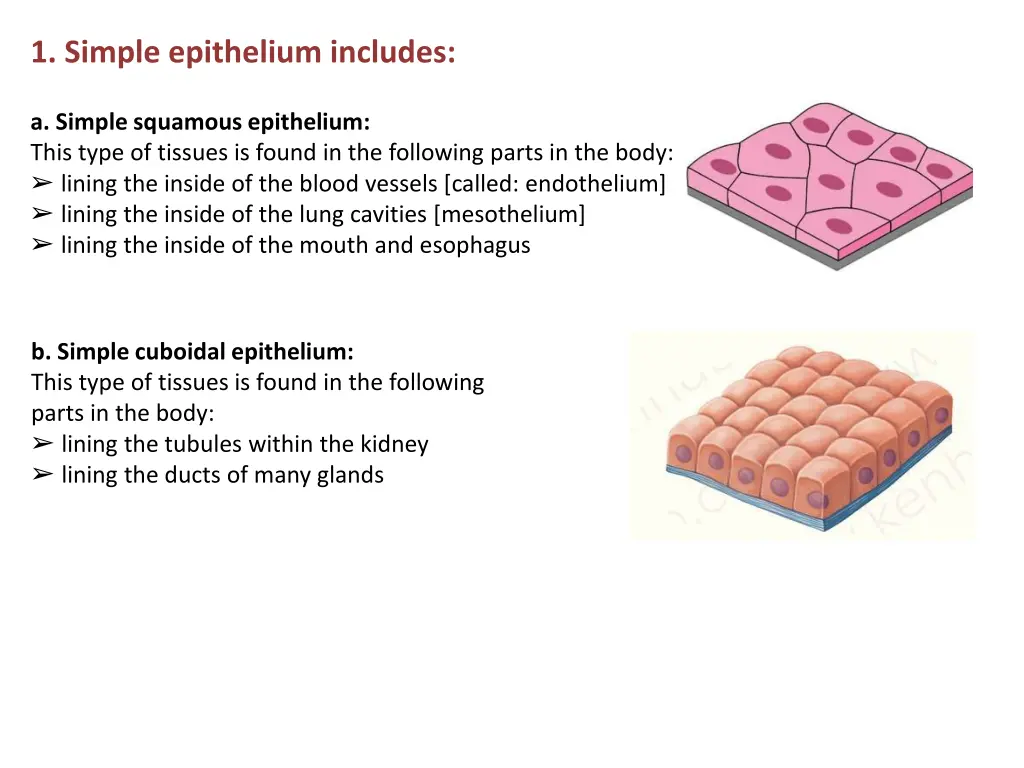 1 simple epithelium includes