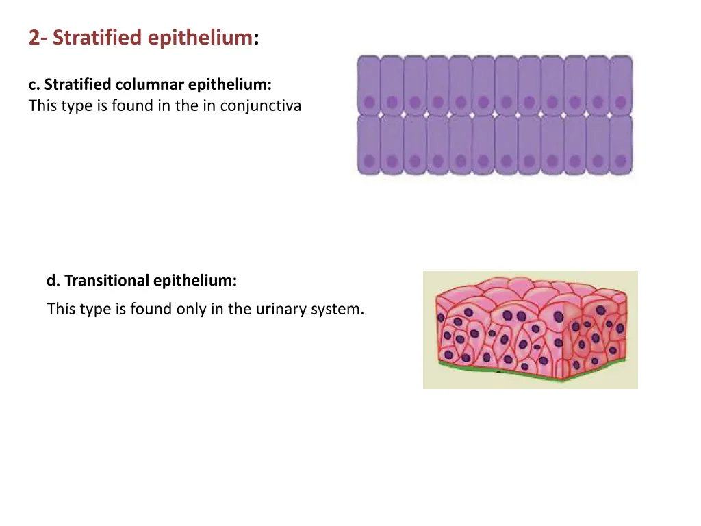 2 stratified epithelium