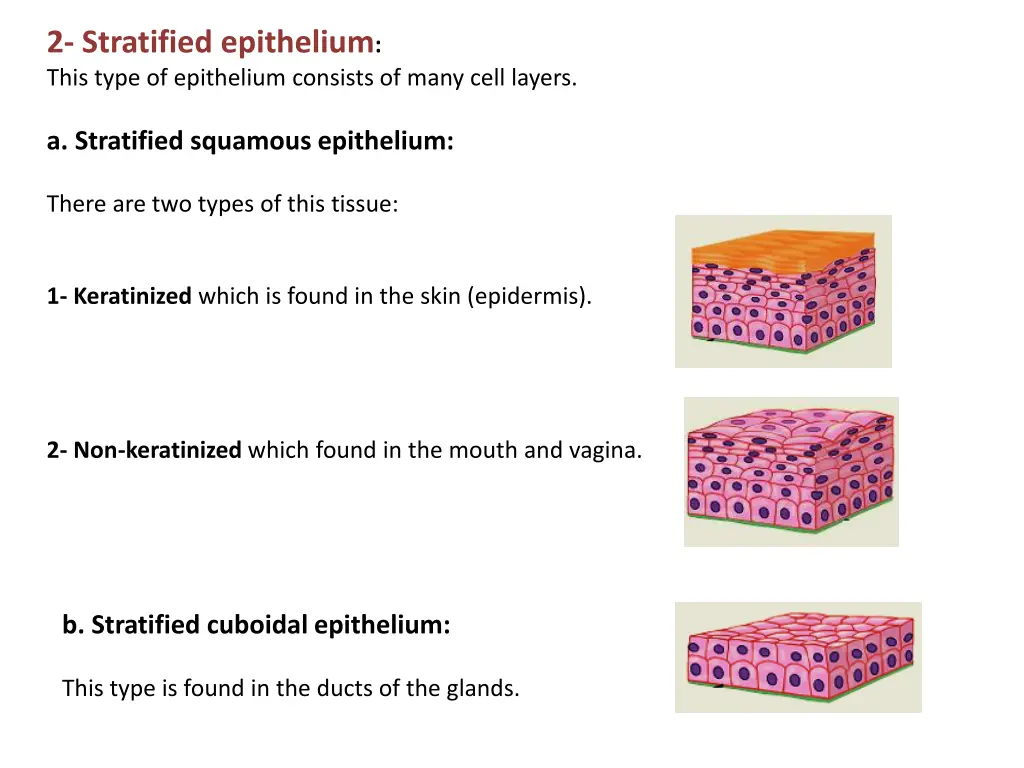 2 stratified epithelium this type of epithelium