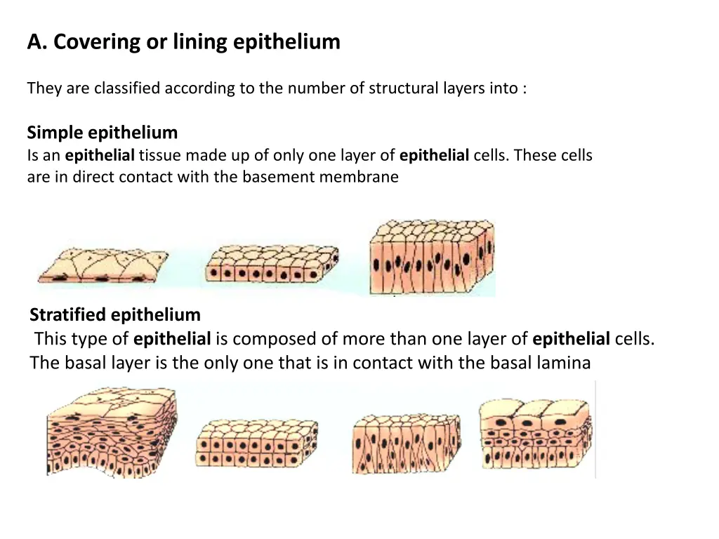 a covering or lining epithelium