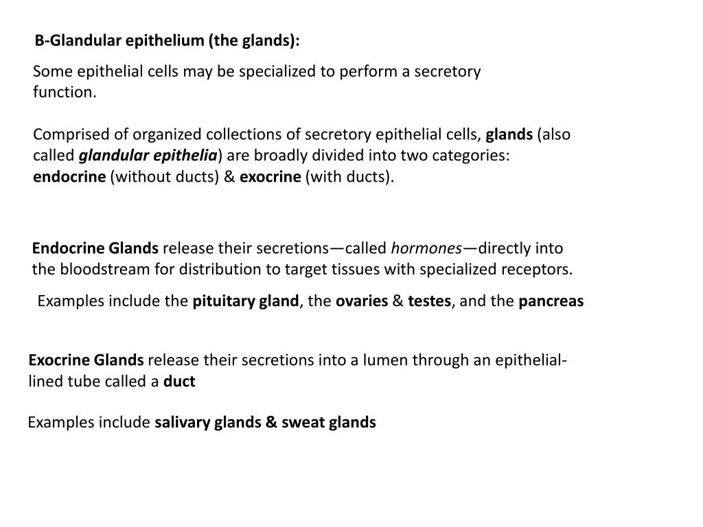 b glandular epithelium the glands