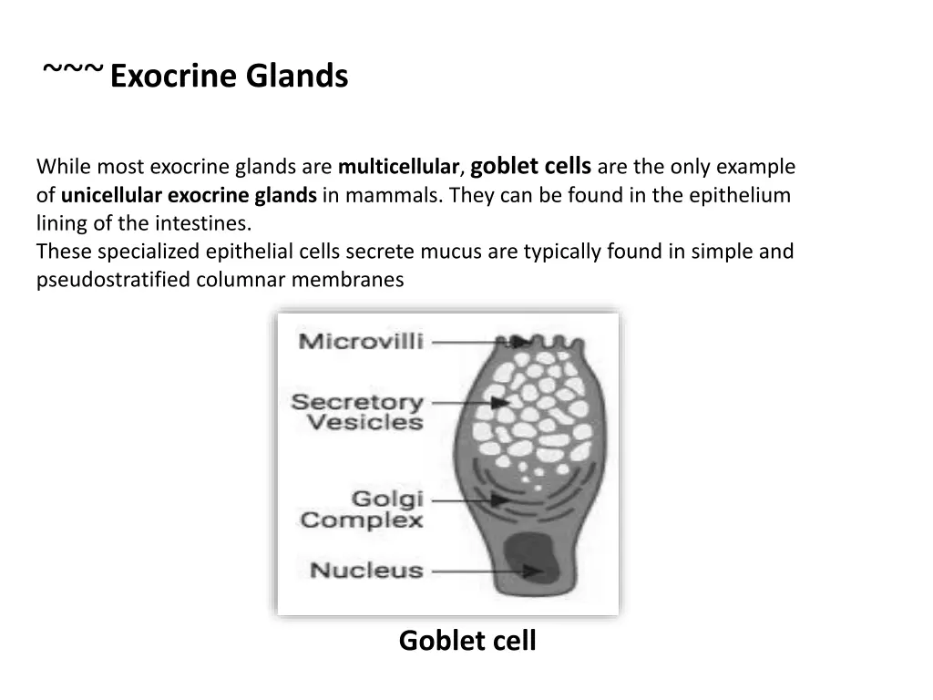 exocrine glands