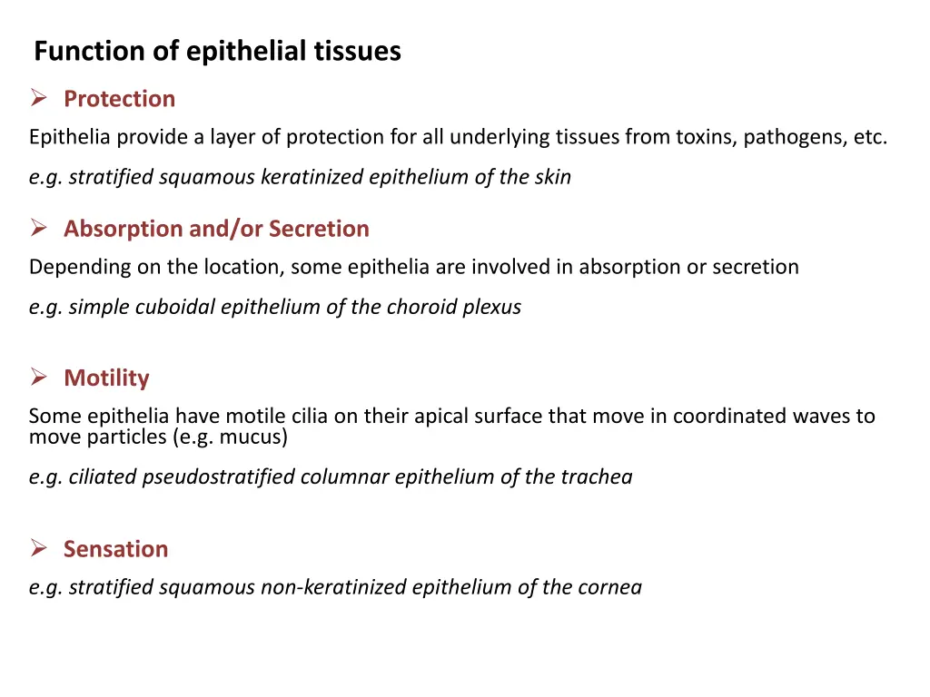 function of epithelial tissues