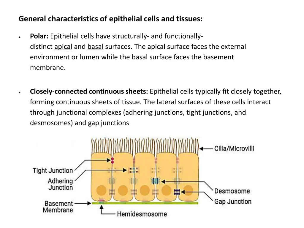 general characteristics of epithelial cells