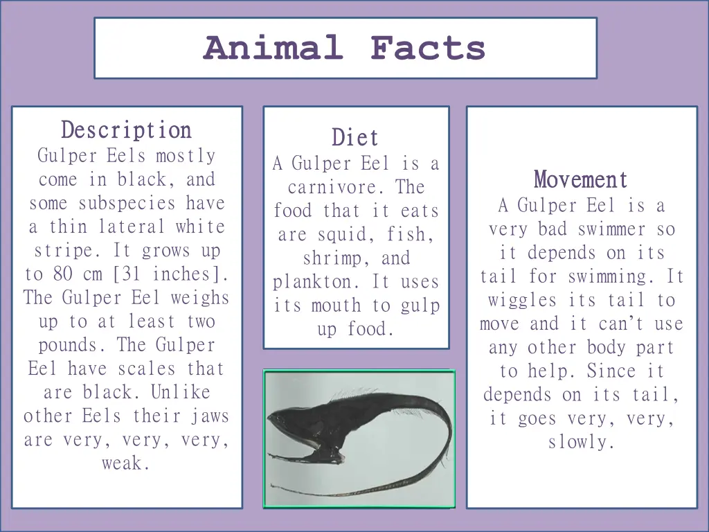 animal facts