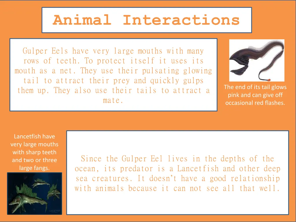 animal interactions