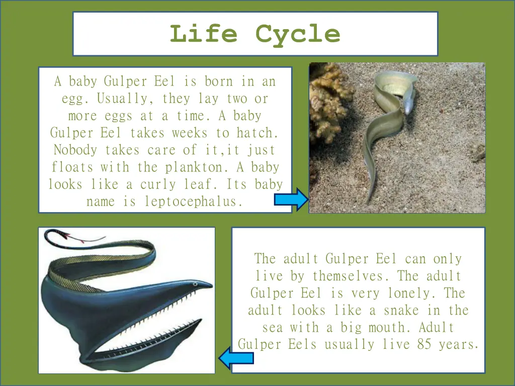 life cycle