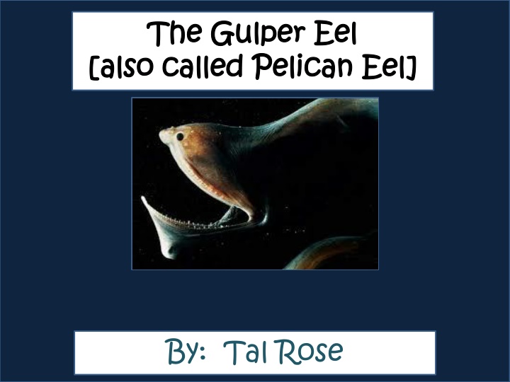 the gulper eel the gulper eel also called pelican