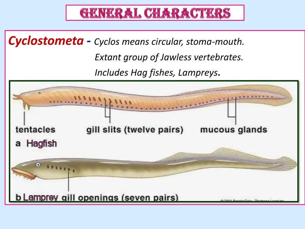 cyclostometa cyclos means circular stoma mouth