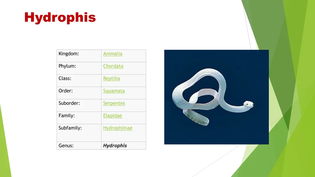 hydrophis