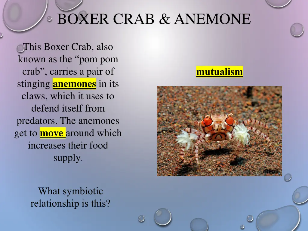 boxer crab anemone