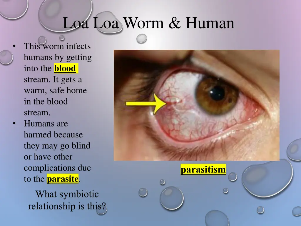 loa loa worm human