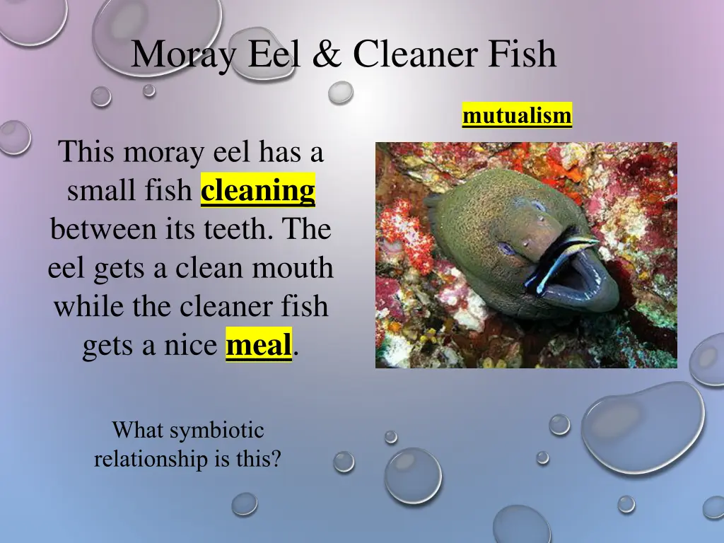 moray eel cleaner fish