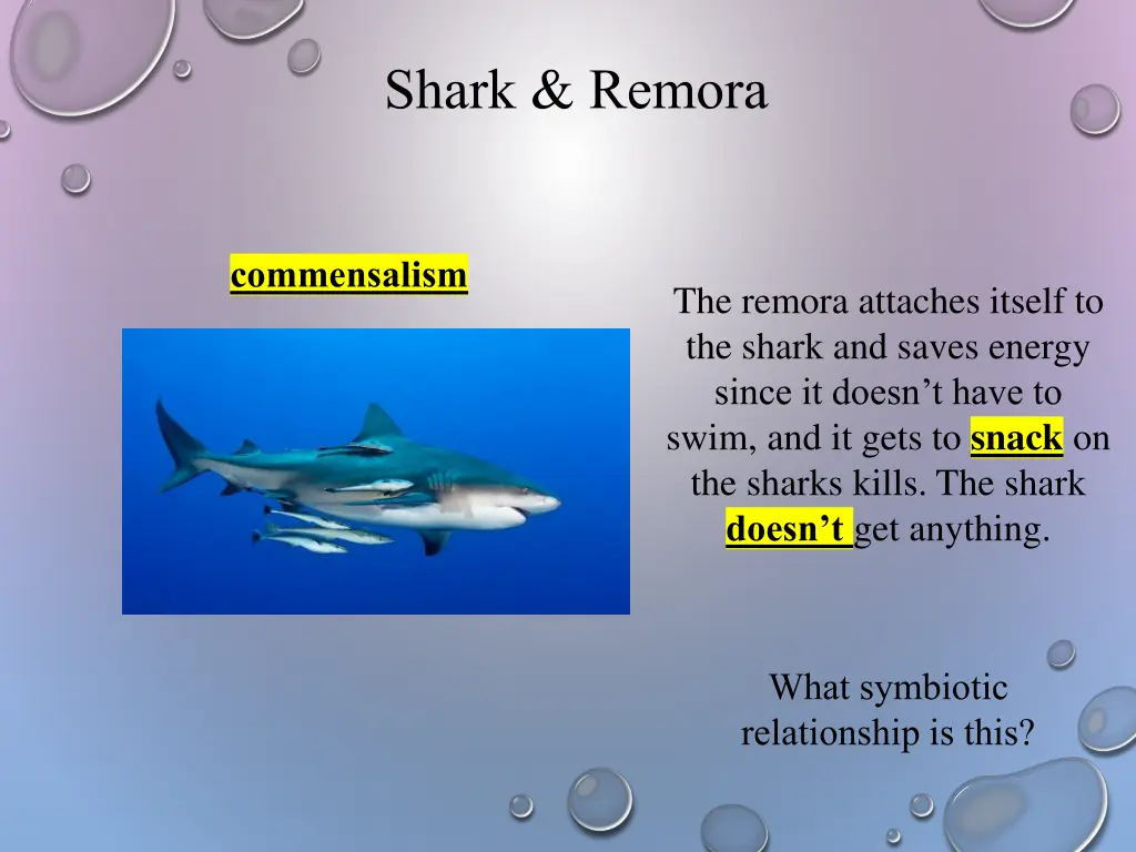 shark remora