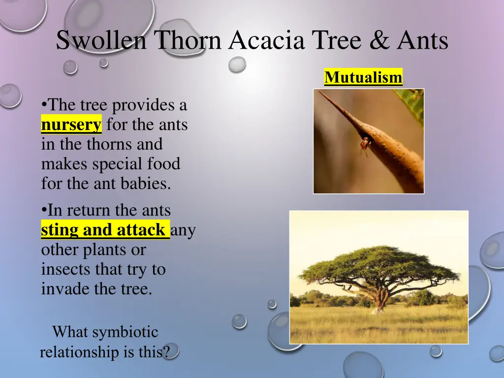 swollen thorn acacia tree ants