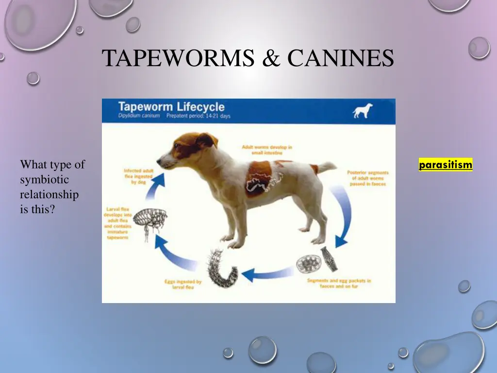 tapeworms canines