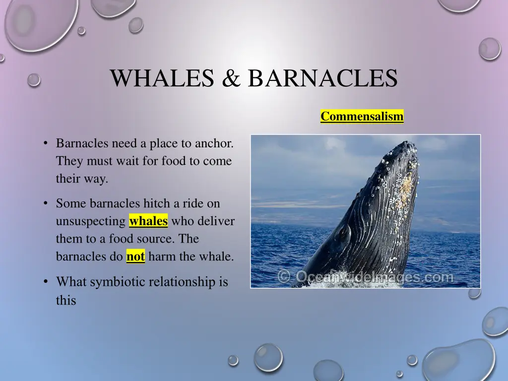 whales barnacles