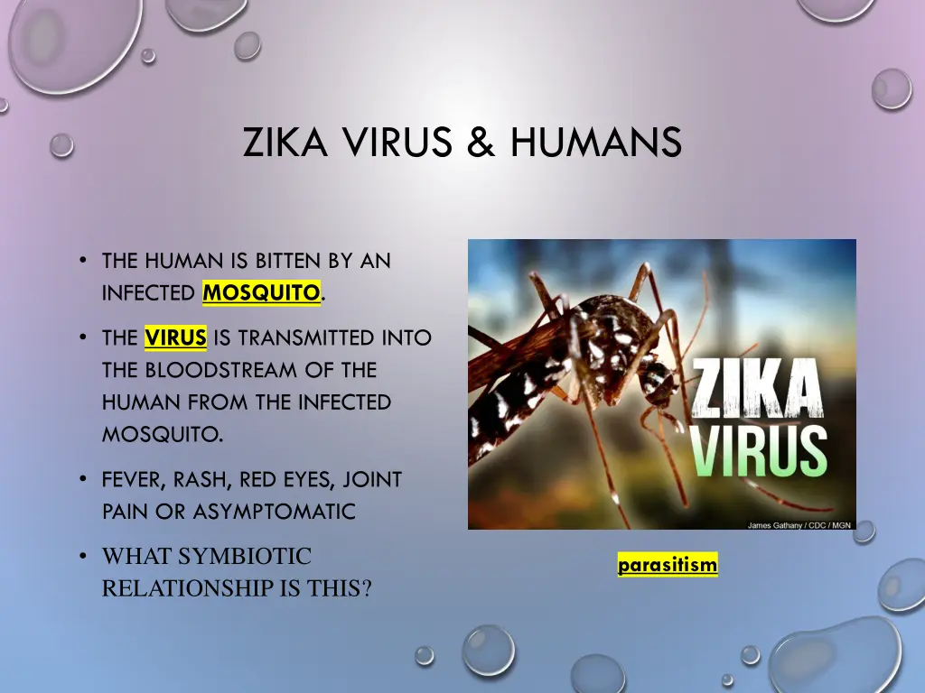 zika virus humans